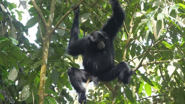 Slow motion shot of siamang (black-furred gibbon) sitting in tree looking around and scratching head in Sumatra, Indonesia