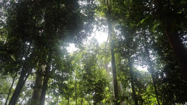 Trees in dense lush jungle in Sumatra, Indonesia - camera tilting up