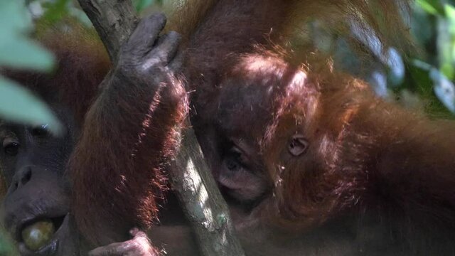 Slow motion shot of wild orangutan baby holding on to mother orangutan in Bukit Lawang, Sumatra, Indonesia