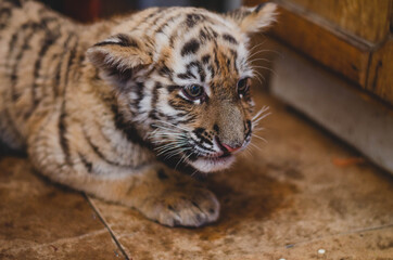 Photo of a tiger cub at home on the floor with clasped ears