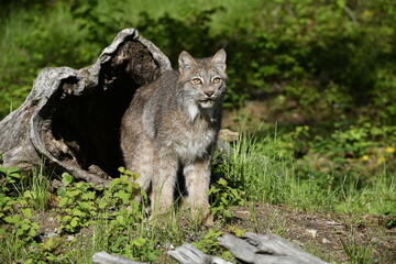 lynx coming out of log