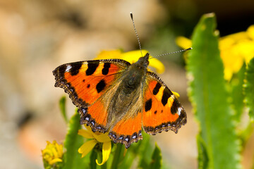 Aglais urticae, mariposa anaranjada sobre la flor amarilla.
