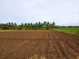 corn field in spring