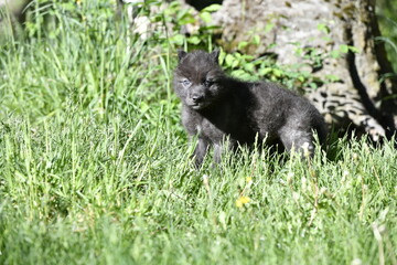 Wolf pup in grass