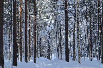 sunny and snowy pine tree forest with small snowy forest road