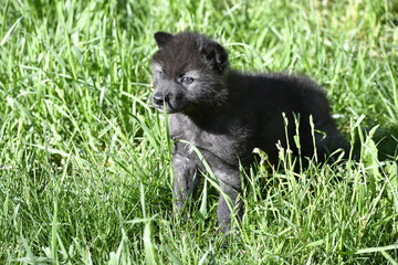 Wolf pup