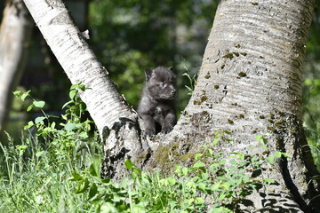 Obraz premium Wolf pup in tree