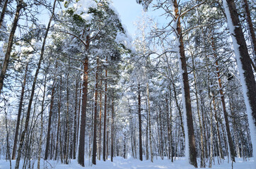 sunny and snowy pine tree forest with small snowy forest road