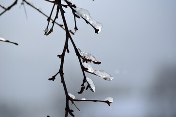 icicles on birch tree