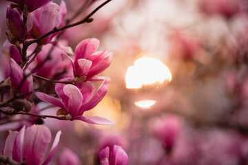 magnolia tree with sun