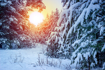 Beautiful winter landscape with snow covered trees.