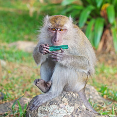 Portrait of hungry macaque (monkey) with inedible object on a green background. Wild monkey trying to eat a stolen lighter