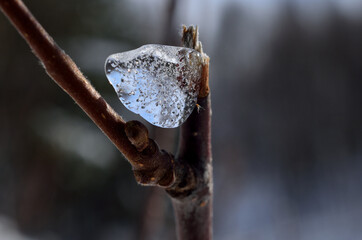 beautiful ice shape on small twig in winter sunshine macro photo