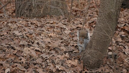 Squirrel