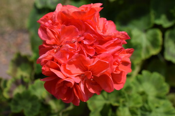 flower geranium photos of flowers indoor geranium