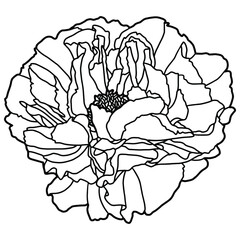 Vector illustration. Hand drawing peony. Coloring book. Isolated on white. Botanical illustration.