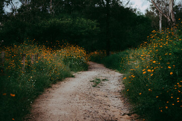 path in the park