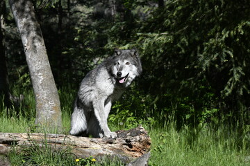 wolf in the woods