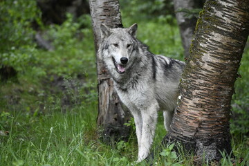 gray wolf canis lupus