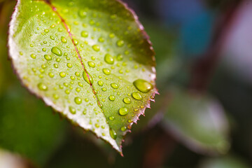 water drop on leaf at nature close-up macro. Fresh juicy green leaf in droplets of morning dew outdoors.