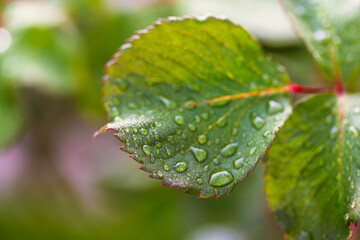 water drop on leaf at nature close-up macro. Fresh juicy green leaf in droplets of morning dew outdoors.