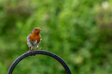 Robin, Erithacus rubecula, coming into land on a metal frame