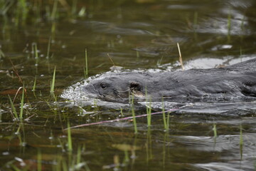 River Otter