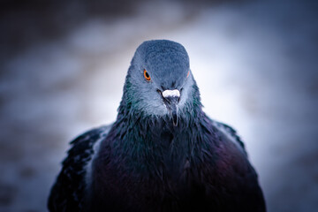 One pigeon close-up, portrait in dark blue tone. The alpha male pigeon looks belligerent. City bird.