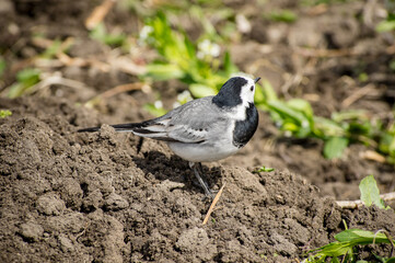Wagtail bird on the ground close up