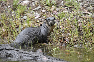 Otter on river bank