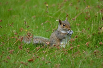 squirrel in the grass