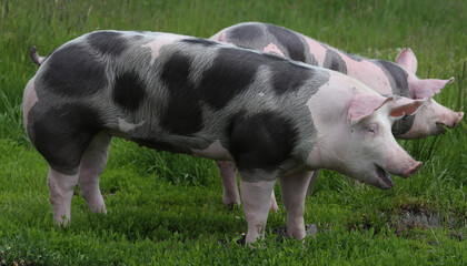 Pietrain breed pigs graze on fresh green grass on meadow