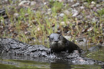 otter in the river