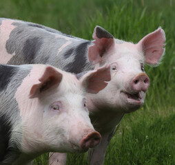 Closeup of domestic pigs when grazing on meadow