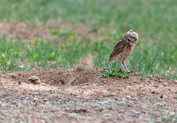Burrowing owl