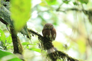 A beautiful Pigmy Owl seen perched on a branch in the Mashpi Cloudforest, Ecuador. 