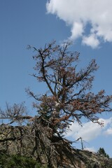 Lone fir tree on side of mountain
