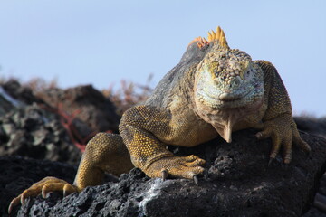 An iguana basks in the sun on an island in the Galapagos.