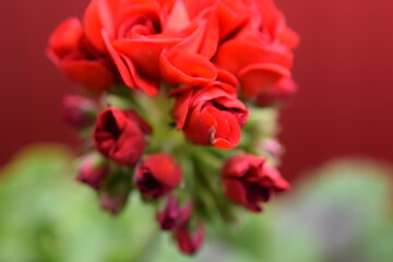 flower geranium photos of flowers indoor geranium