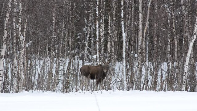 moose and calf feeding in birch tree forest in winter