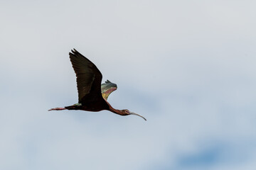 Ibis in flight