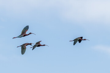 ibis in flight