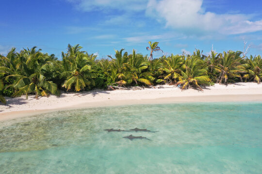 Aerial view of a trio of nurse sharks swimming along the shore at Fafquhar atoll, Seychelles