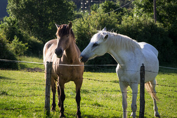 horse couple photographs.