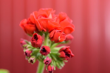 flower geranium photos of flowers indoor geranium