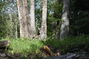 Lynx in between trees