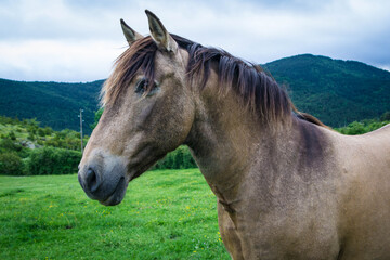 portraits of spanish racehorses