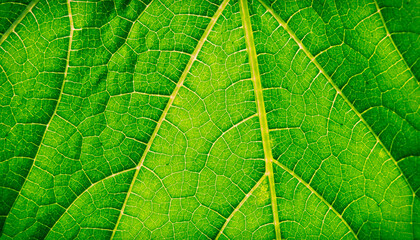 Green leaf texture. Photosynthesis. Botany.