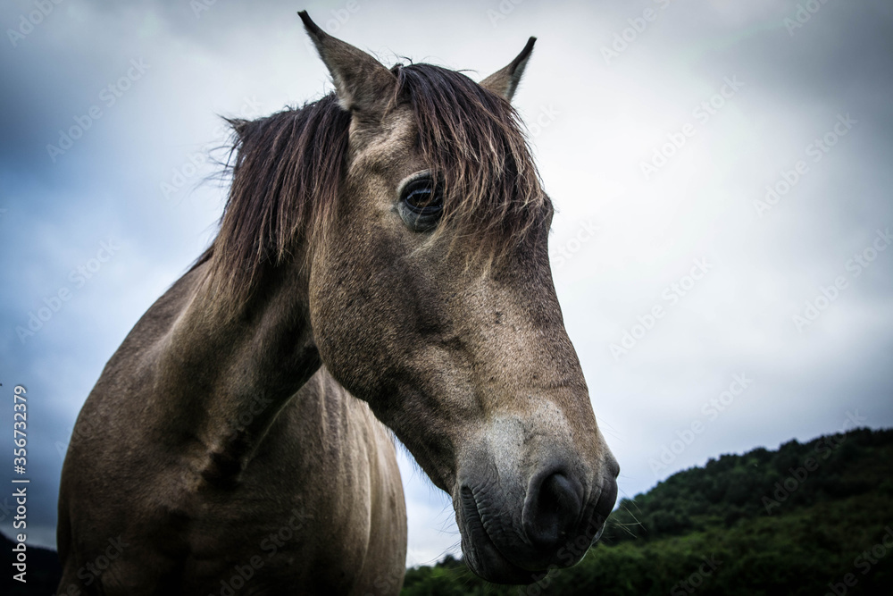 Wall mural portraits of spanish racehorses