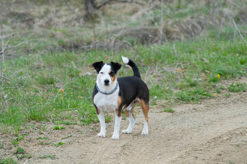 Jack Russell terrier standing on the road